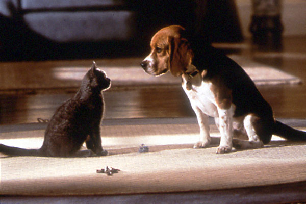 Cani & Gatti La vendetta di Kitty 3D di Brad Peyton