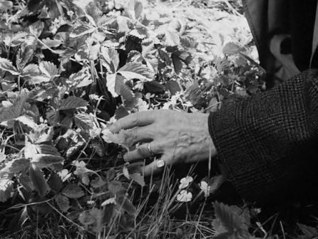 Il posto delle fragole, di Ingmar Bergman